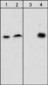 Anti-β-Dystroglycan (Tyr-892), Phosphospecific Antibody