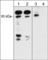 Anti-B-Raf (S446) [C-Raf (S338)/A-Raf (S299)], Phosphospecific Antibody