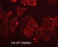 Anti-CD147/Emmprin/Basigin (Extracellular region) Antibody