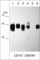 Anti-CD147/Emmprin/Basigin (Extracellular region) Antibody