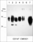 Anti-CD147/Emmprin/Basigin (Extracellular region) Antibody