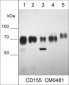 Anti-CD155/PVR (Extracellular region) Antibody