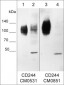 Anti-CD244/2B4/SLAMF4 (Extracellular region) M085 Antibody