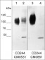 Anti-CD244/2B4/SLAMF4 (Extracellular region) M053 Antibody