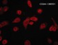 Anti-CD244/2B4/SLAMF4 (Extracellular region) M053 Antibody