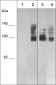 Anti-CD44 (Hyaluron Binding Region) Antibody