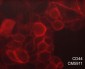 Anti-CD44 (Hyaluron Binding Region) Antibody