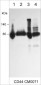 Anti-CD44 (Extracellular region) Antibody