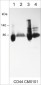 Anti-CD44 (Extracellular region) Antibody