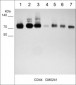 Anti-CD44 (Extracellular region) Antibody