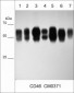 Anti-CD46 (Extracellular region) Antibody