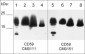 Anti-CD59 (glycoprotein) Antibody