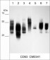 Anti-CD63 (Extracellular region) Antibody