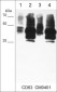 Anti-CD63 (Extracellular region) Antibody