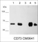 Anti-CD73/NT5E Antibody