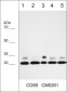 Anti-CD99 (Extracellular region) Antibody