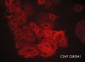 Anti-CD47 (Extracellular region) Antibody