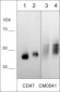 Anti-CD47 (Extracellular region) Antibody