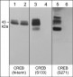 Anti-CREB (Ser-271), Phosphospecific Antibody