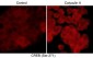 Anti-CREB (Ser-271), Phosphospecific Antibody