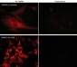 Anti-CRMP2 (C-terminal region) Antibody