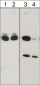 Anti-CRMP2 (C-terminal region) Antibody