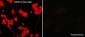 Anti-CRMP2 (Ser-522), Phosphospecific Antibody
