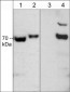 Anti-CRMP2 (Thr-555), Phosphospecific Antibody