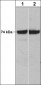 Anti-C-Raf (N-terminal region) Antibody