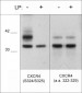 Anti-CXCR4 (Ser-324/Ser-325), Phosphospecific Antibody