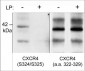 Anti-CXCR4 (C-terminal region) Antibody