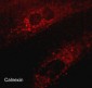 Anti-Calnexin (N-terminal region) Antibody