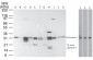 Anti-Caspase-3 (p17 subunit) Antibody