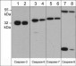 Anti-Caspase-3 (N-terminal region) Antibody