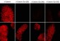 Anti-δ1-Catenin (central region) Antibody