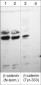 Anti-β-Catenin (Tyr-333) [γ-Catenin (Tyr-324)], Phosphospecific Antibody