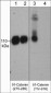 Anti-δ1-Catenin (central region) Antibody