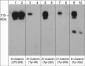 Anti-δ1-Catenin (Tyr-228), Phosphospecific Antibody