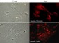 Anti-Caveolin-1 (N-terminal region) Antibody