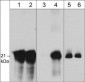 Anti-Caveolin-1 (Tyr-14), Phosphospecific Antibody