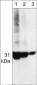 Anti-Cdk5 Antibody