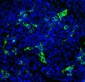 Anti-SARS-CoV-2 S-Protein ACE2 Binding Domain Antibody