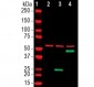 Anti-SARS-CoV-2 S-Protein ACE2 Binding Domain Antibody