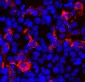 Anti-SARS-CoV-2 S-Protein ACE2 Binding Domain Antibody