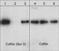 Anti-Cofilin 1 (N-terminus) Antibody