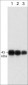 Anti-Connexin-43 (C-terminal region) Antibody