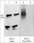 Anti-Crk II (Tyr-221), Phosphospecific Antibody