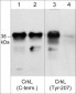 Anti-CrkL (Tyr-207), Phosphospecific Antibody