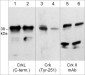 Anti-Crk II (Tyr-251), Phosphospecific Antibody