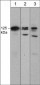 Anti-DAAM1 (N-terminal region) Antibody